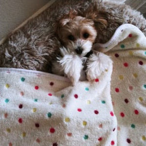 Meet your Posher, Isaac